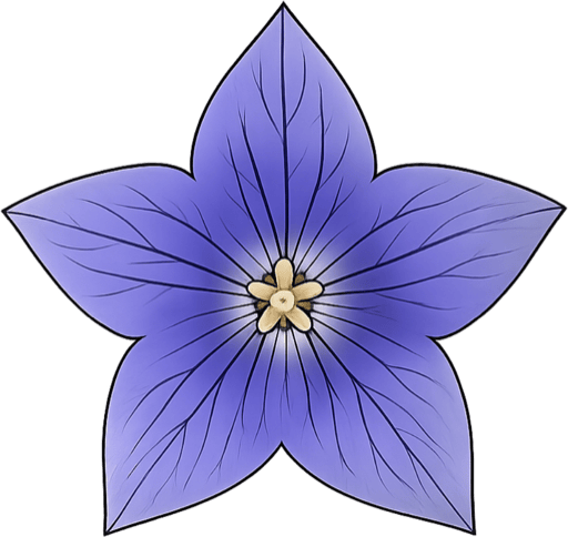 Balloon flower