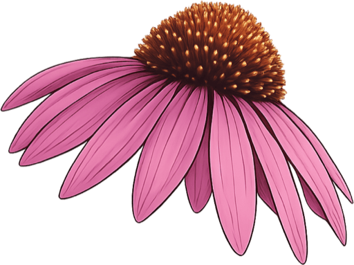 Purple coneflower
