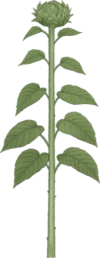 Budding
