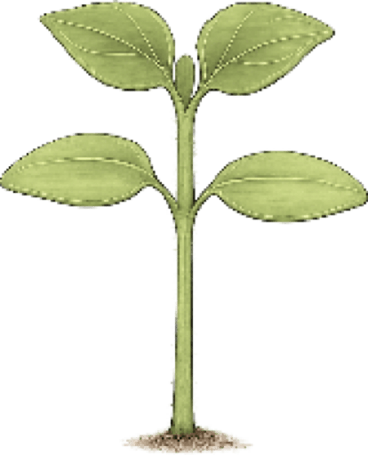 Seedling